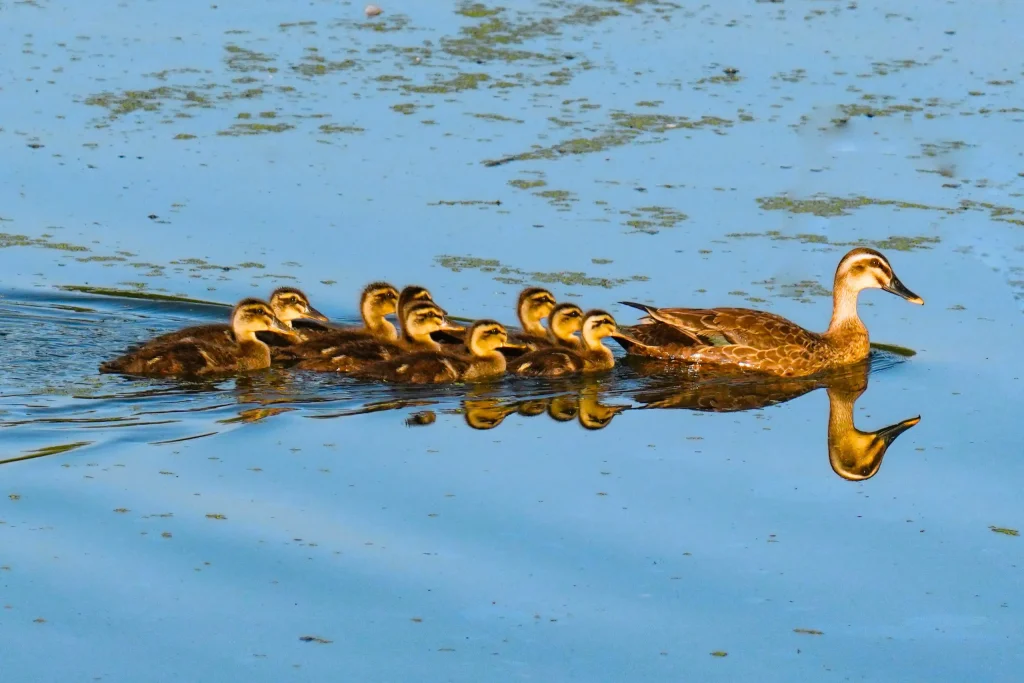 A mother duck floats with seven ducklings on a blue lake, reflecting on the technology adoption curve as they follow her lead.