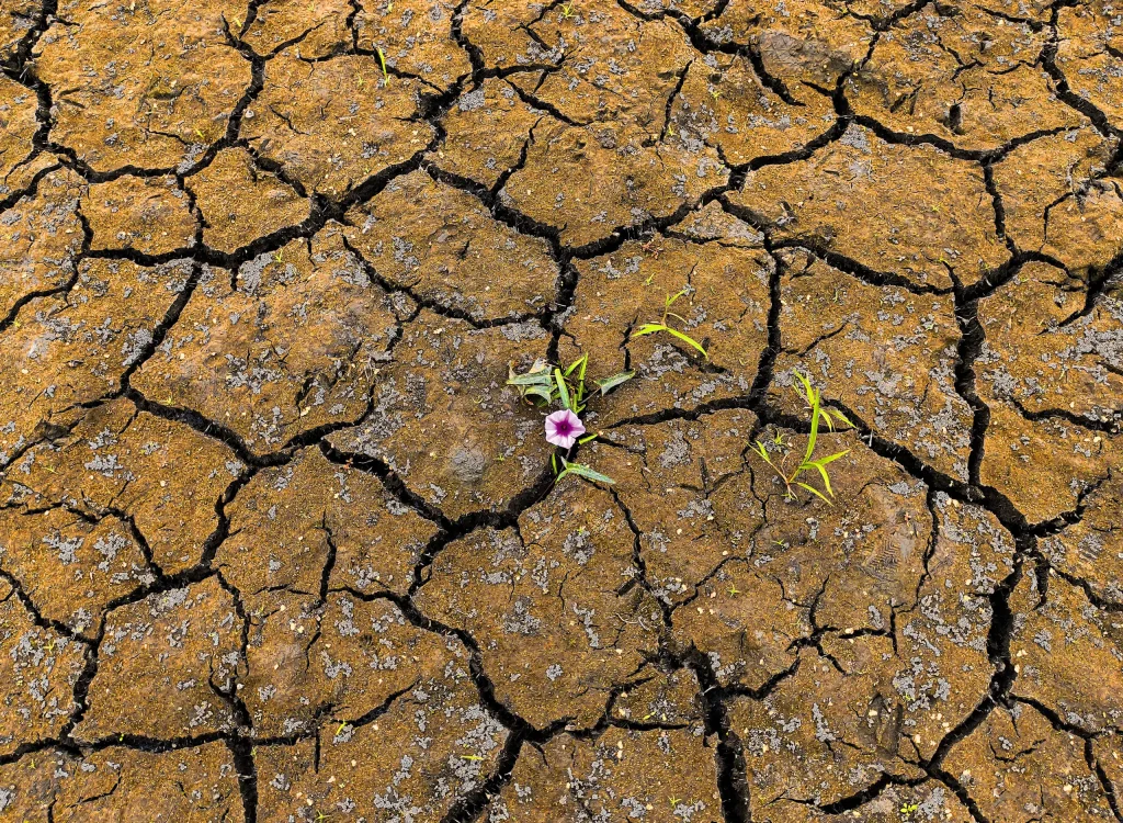 Sunlit cracked pavement with a small sprouting flower, symbolizing technology adoption for business resilience.